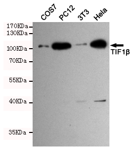 Western blot analysis of extract from 3T3,PC12,COS7 and Hela cells using TIF1u03b2 rabbit pAb (dilution 1:1000).Predicted band size:110KDa.Observed band size:110KDa.