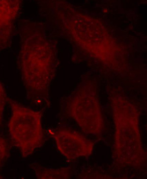 Immunofluorescence - Phospho-DOK2-Y299 pAb 
