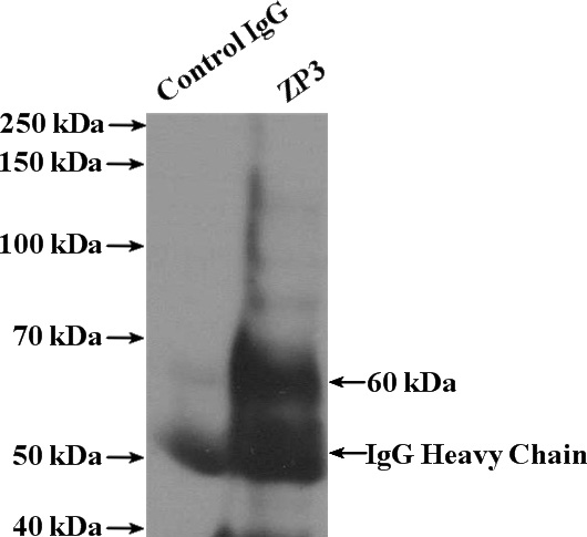 IP Result of anti-ZP3 (IP:Catalog No:117262, 4ug; Detection:Catalog No:117262 1:500) with HeLa cells lysate 1600ug.