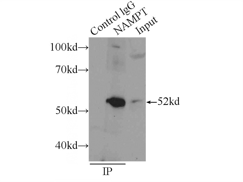 IP Result of anti-NAMPT (IP:Catalog No:116758, 3ug; Detection:Catalog No:116758 1:1000) with mouse heart tissue lysate 4000ug.