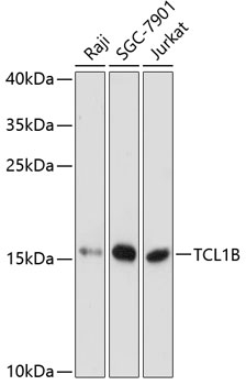 Western blot - TCL1B Polyclonal Antibody 