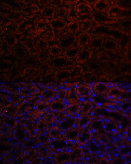 Immunofluorescence - KL Polyclonal Antibody 