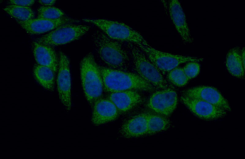 Immunofluorescent analysis of (10% Formaldehyde) fixed HepG2 cells using Catalog No:116041(THEM2 Antibody) at dilution of 1:50 and Alexa Fluor 488-congugated AffiniPure Goat Anti-Rabbit IgG(H+L)