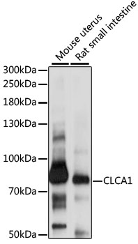 Western blot - CLCA1 Polyclonal Antibody 