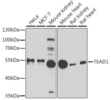 Western blot - TEAD1 Polyclonal Antibody 