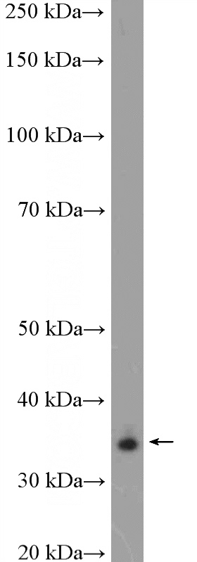 mouse embryo tissue were subjected to SDS PAGE followed by western blot with Catalog No:107886(ALX1 Antibody) at dilution of 1:600