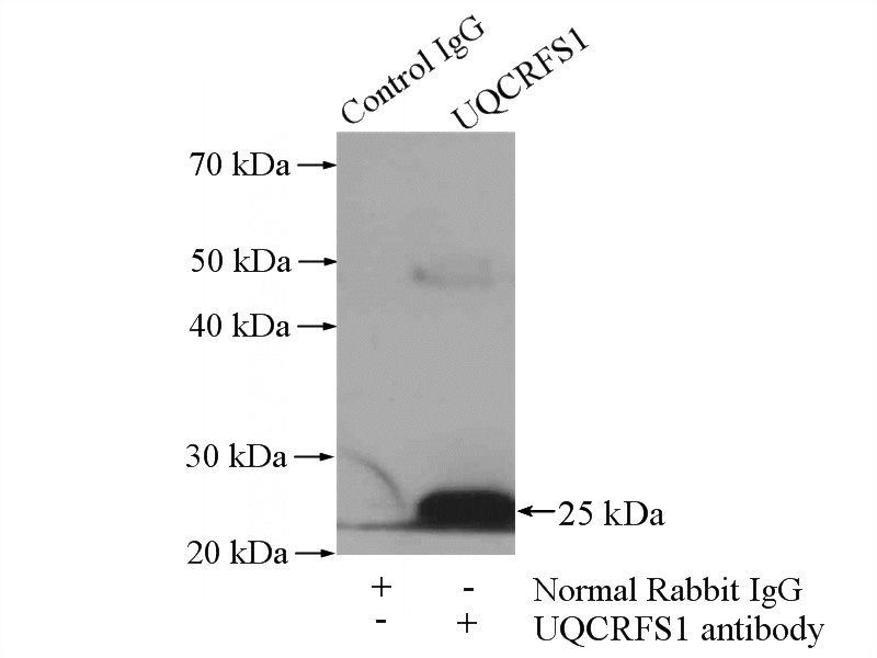 IP Result of anti-UQCRFS1 (IP:Catalog No:116637, 4ug; Detection:Catalog No:116637 1:1000) with mouse heart tissue lysate 4000ug.