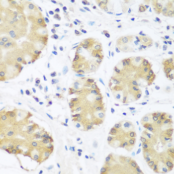 Immunohistochemistry - TRH Polyclonal Antibody 