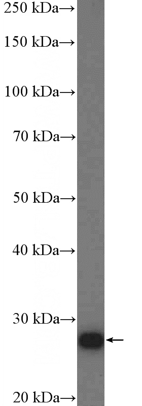 mouse heart tissue were subjected to SDS PAGE followed by western blot with Catalog No:108301(ATP6 Antibody) at dilution of 1:600