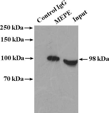 IP Result of anti-MEPE (IP:Catalog No:112659, 4ug; Detection:Catalog No:112659 1:1000) with HeLa cells lysate 4000ug.