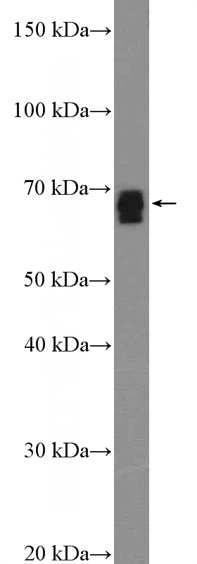 mouse kidney tissue were subjected to SDS PAGE followed by western blot with Catalog No:115302(SLC13A3 Antibody) at dilution of 1:1000
