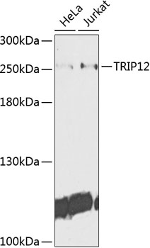 Western blot - TRIP12 Polyclonal Antibody 