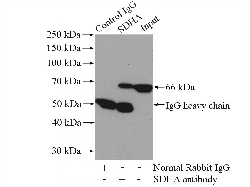IP Result of anti-SDHA (IP:Catalog No:115031, 4ug; Detection:Catalog No:115031 1:500) with mouse brain tissue lysate 4000ug.