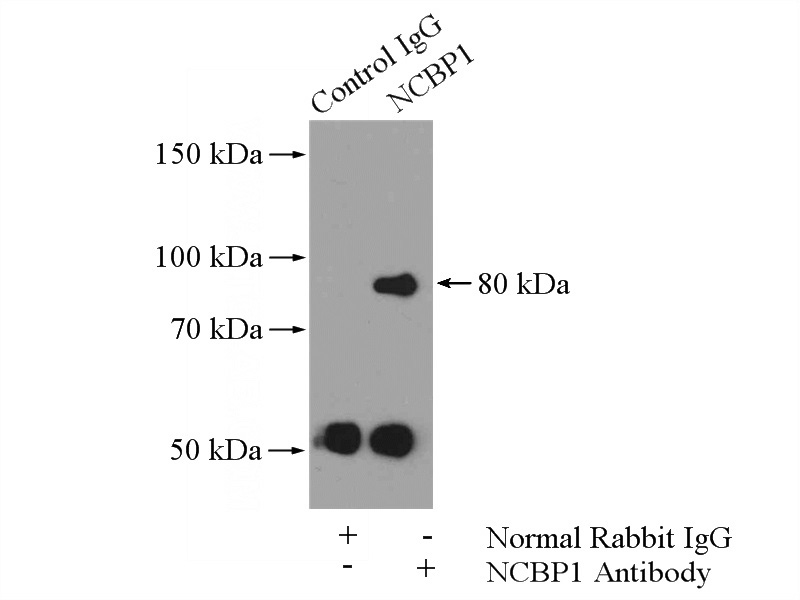 IP Result of anti-CBP80 (IP:Catalog No:113034, 4ug; Detection:Catalog No:113034 1:500) with HeLa cells lysate 2480ug.