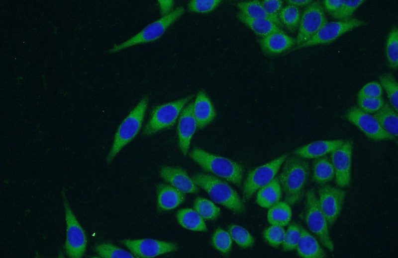 Immunofluorescent analysis of HeLa cells using Catalog No:108960(CCDC105 Antibody) at dilution of 1:50 and Alexa Fluor 488-congugated AffiniPure Goat Anti-Rabbit IgG(H+L)
