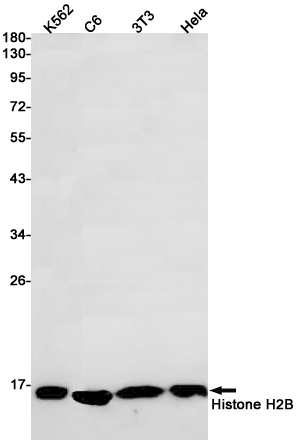 Western blot detection of Histone H2B in K562,C6,3T3,Hela cell lysates using Histone H2B Rabbit pAb(1:1000 diluted).Predicted band size:14kDa.Observed band size:14kDa.