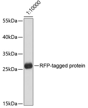 Western blot - Mouse anti RFP-Tag mAb 