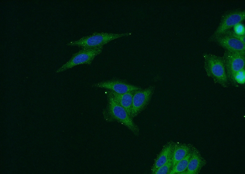 Immunofluorescent analysis of HepG2 cells using Catalog No:111676(IGF1A-Specific Antibody) at dilution of 1:50 and Alexa Fluor 488-congugated AffiniPure Goat Anti-Rabbit IgG(H+L)