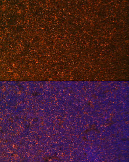 Immunofluorescence - TNFRSF25 Polyclonal Antibody 