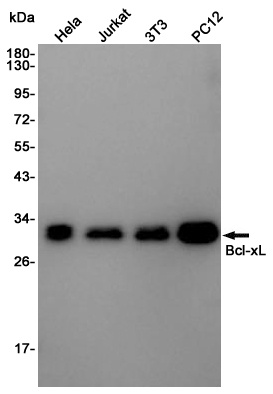 Western blot detection of Bcl-xL in Hela,Jurkat,3T3,PC12 cell lysates using Bcl-xL Rabbit pAb(1:1000 diluted).Predicted band size:26KDa.Observed band size:30KDa.