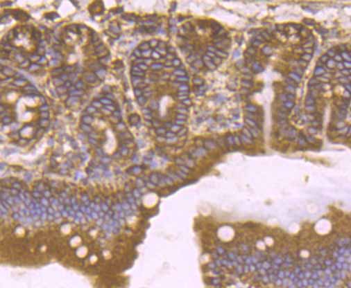 Fig7:; Immunohistochemical analysis of paraffin-embedded mouse small intestine tissue using anti-KDEL antibody. The section was pre-treated using heat mediated antigen retrieval with Tris-EDTA buffer (pH 8.0-8.4) for 20 minutes.The tissues were blocked in 5% BSA for 30 minutes at room temperature, washed with ddH; 2; O and PBS, and then probed with the primary antibody ( 1/50) for 30 minutes at room temperature. The detection was performed using an HRP conjugated compact polymer system. DAB was used as the chromogen. Tissues were counterstained with hematoxylin and mounted with DPX.