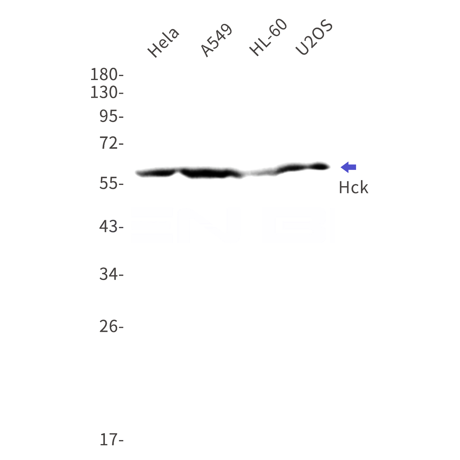 Western blot detection of Hck in Hela,A549,HL-60,U2OS cell lysates using Hck Rabbit mAb(1:1000 diluted).Predicted band size:60kDa.Observed band size:60kDa.