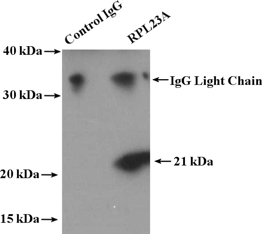 IP Result of anti-RPL23A (IP:Catalog No:114879, 4ug; Detection:Catalog No:114879 1:500) with HepG2 cells lysate 3200ug.