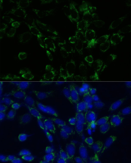 Immunofluorescence - GLUD1 Polyclonal Antibody 