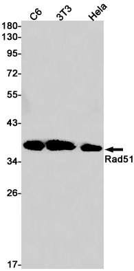 Western blot detection of Rad51 in C6,3T3,Hela cell lysates using Rad51 Rabbit pAb(1:1000 diluted).Predicted band size:37kDa.Observed band size:37kDa.
