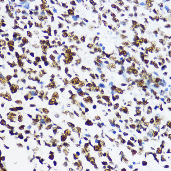 Immunohistochemistry - Acetyl-Histone H4-K12 pAb 