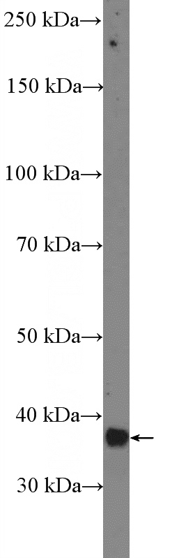 mouse skeletal muscle tissue were subjected to SDS PAGE followed by western blot with Catalog No:112631(MEF2B-Specific Antibody) at dilution of 1:600