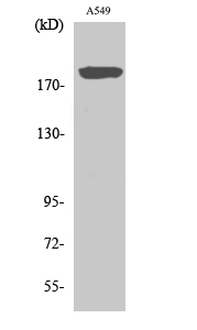 Fig1:; Western Blot analysis of various cells using BIG2 Polyclonal Antibody