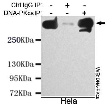 Immunoprecipitation analysis of Hela cell lysate using DNA-PKcs mouse mAb.