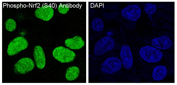 Immunofluorescent analysis of HepG2 cells, using Phospho-Nrf2 (S40) Antibody.