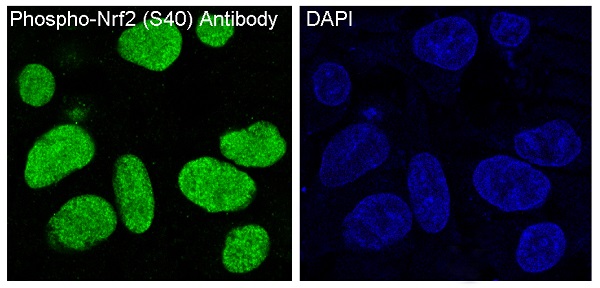 Immunofluorescent analysis of HepG2 cells, using Phospho-Nrf2 (S40) Antibody.