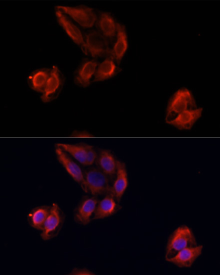 Immunofluorescence - [KO Validated] MMP9 Polyclonal Antibody. Immunofluorescence analysis of U-2OS cells using MMP9 antibody at dilution of 1:100. Blue: DAPI for nuclear staining.