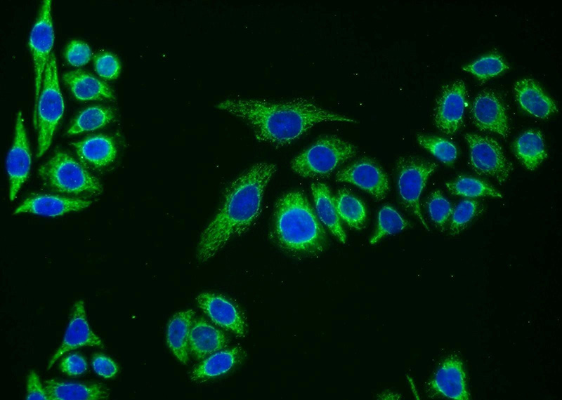 Immunofluorescent analysis of PC-3 cells using Catalog No:116078(TM7SF2 Antibody) at dilution of 1:25 and Alexa Fluor 488-congugated AffiniPure Goat Anti-Rabbit IgG(H+L)
