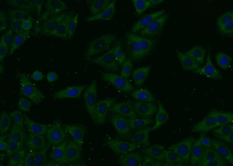 Immunofluorescent analysis of HepG2 cells using Catalog No:107988(AMBRA1 Antibody) at dilution of 1:25 and Alexa Fluor 488-congugated AffiniPure Goat Anti-Rabbit IgG(H+L)