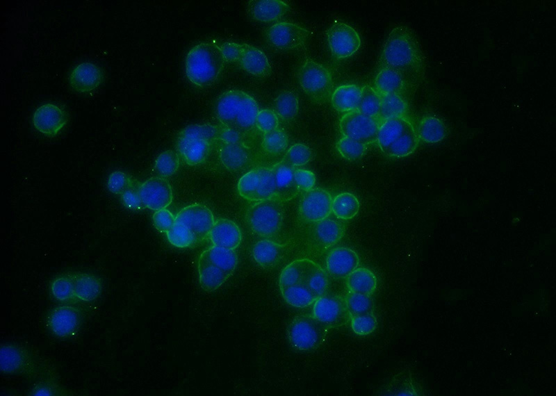 Immunofluorescent analysis of COLO 320 cells using Catalog No:112881(MMP14 Antibody) at dilution of 1:25 and Alexa Fluor 488-congugated AffiniPure Goat Anti-Rabbit IgG(H+L)