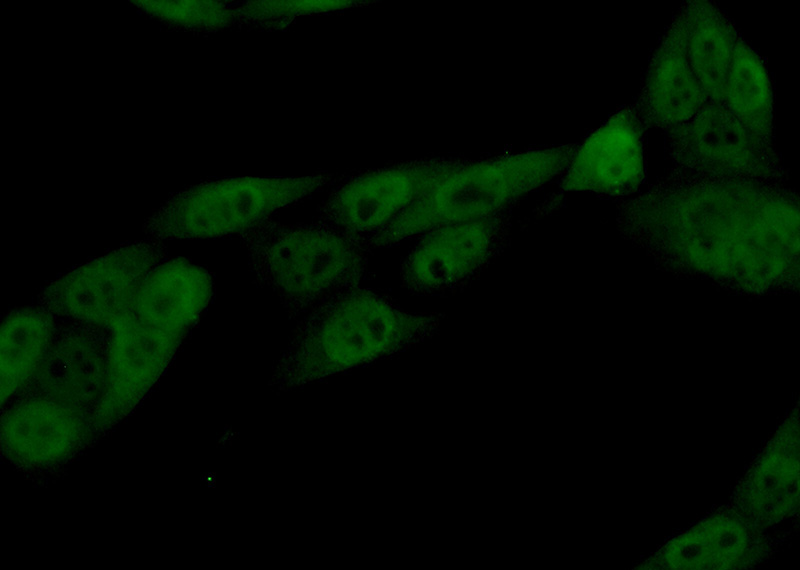 Immunofluorescent analysis of (10% Formaldehyde) fixed HeLa cells using Catalog No:111506(HNRNPF Antibody) at dilution of 1:50 and Alexa Fluor 488-congugated AffiniPure Goat Anti-Rabbit IgG(H+L)