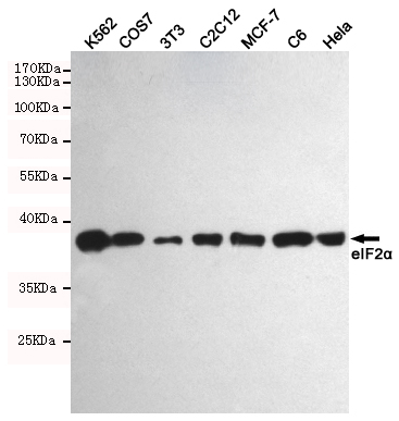 Western blot detection of eIF2α in K562,COS7,3T3, C2C12,MCF-7,C6 and Hela cell lysates using eIF2α mouse mAb (1:1000 diluted).Predicted band size:38KDa.Observed band size:38KDa.