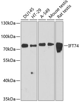 Western blot - IFT74 Polyclonal Antibody 