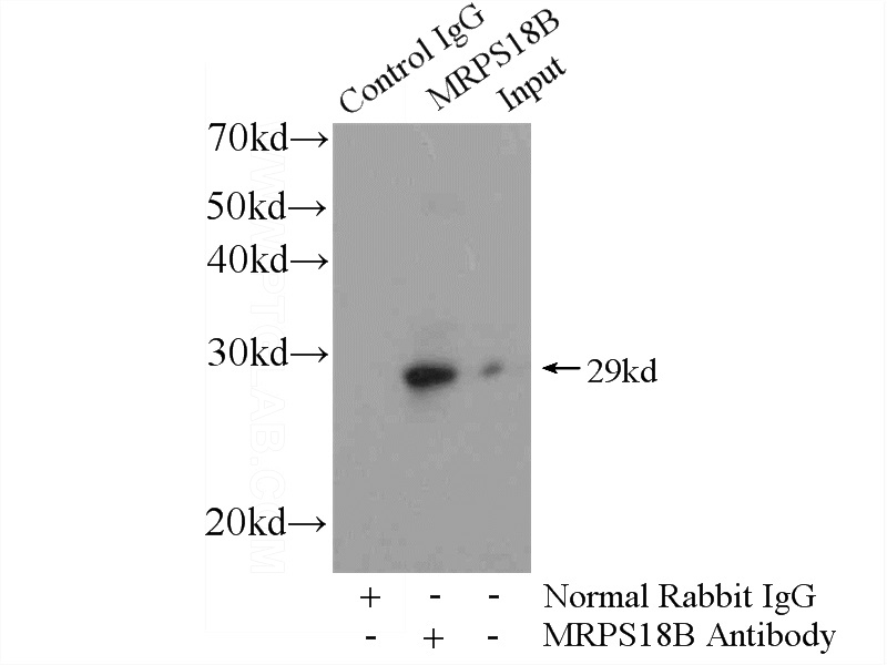 IP Result of anti-MRPS18B (IP:Catalog No:112846, 4ug; Detection:Catalog No:112846 1:1000) with HeLa cells lysate 2800ug.