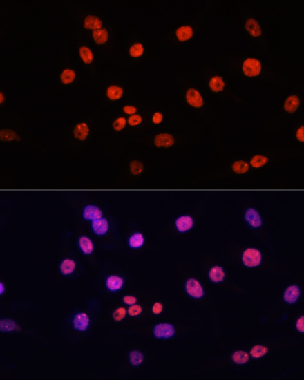 Immunofluorescence - MYCT1 Polyclonal Antibody 