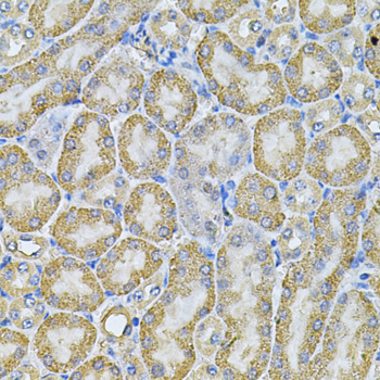 Immunohistochemistry - AP2A1 Polyclonal Antibody 