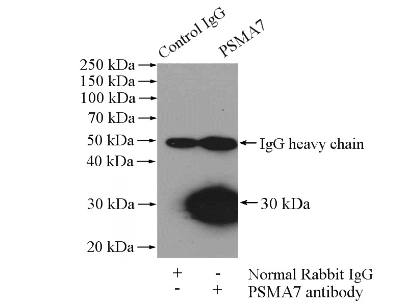 IP Result of anti-PSMA7 (IP:Catalog No:114377, 4ug; Detection:Catalog No:114377 1:500) with mouse brain tissue lysate 4000ug.