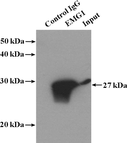IP Result of anti-EMG1 (IP:Catalog No:110238, 4ug; Detection:Catalog No:110238 1:400) with HeLa cells lysate 1080ug.