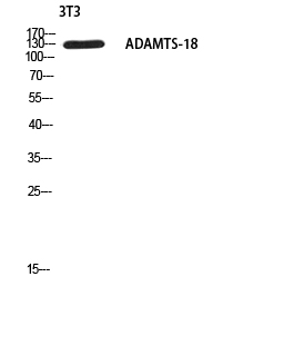Fig1:; Western blot analysis of 3T3 using ADAMTS-18 antibody.. Secondary antibody（catalog#: HA1001) was diluted at 1:20000