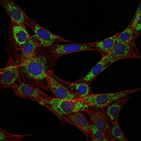 Immunofluorescence analysis of 3T3-L1 cells using EEF2 mouse mAb (green). Blue: DRAQ5 fluorescent DNA dye. Red: Actin filaments have been labeled with Alexa Fluor-555 phalloidin.