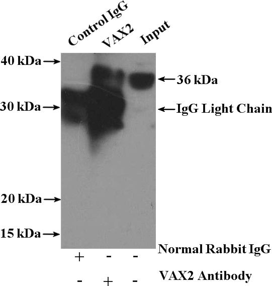 IP Result of anti-VAX2 (IP:Catalog No:116723, 4ug; Detection:Catalog No:116723 1:300) with Y79 cells lysate 2000ug.